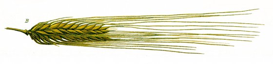 Orge commune Orge commune