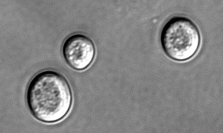 Levures à bière au microscope Levures à bière au microscope